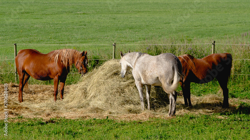 Horses feeding at haystack in pasture.