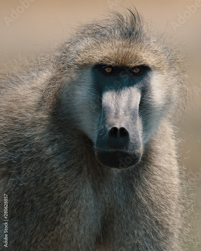 Close up view of baboon photo