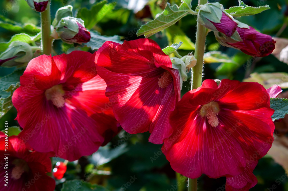 Malva garden (Malva) in the midst of flowering, bright red flower photographed close-up
