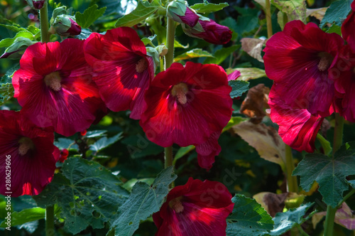 Malva garden  Malva  in the midst of flowering  bright red flower photographed close-up