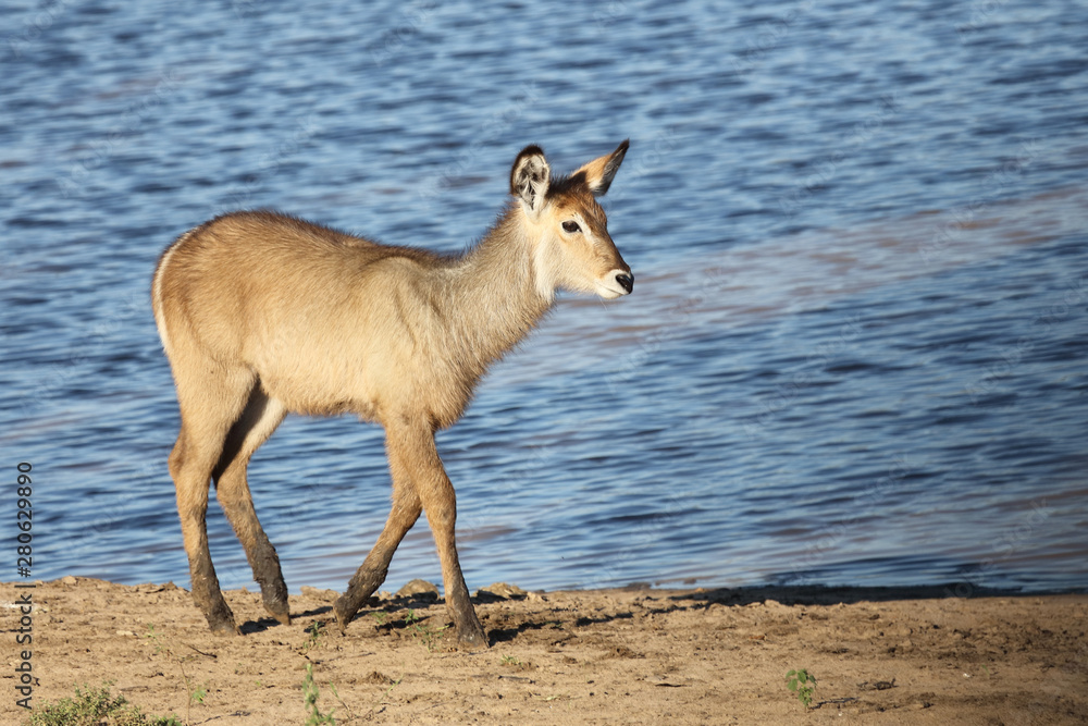 Wasserbock / Waterbuck / Kobus ellipsiprymnus Wasserbock / Waterbuck / Kobus ellipsiprymnus