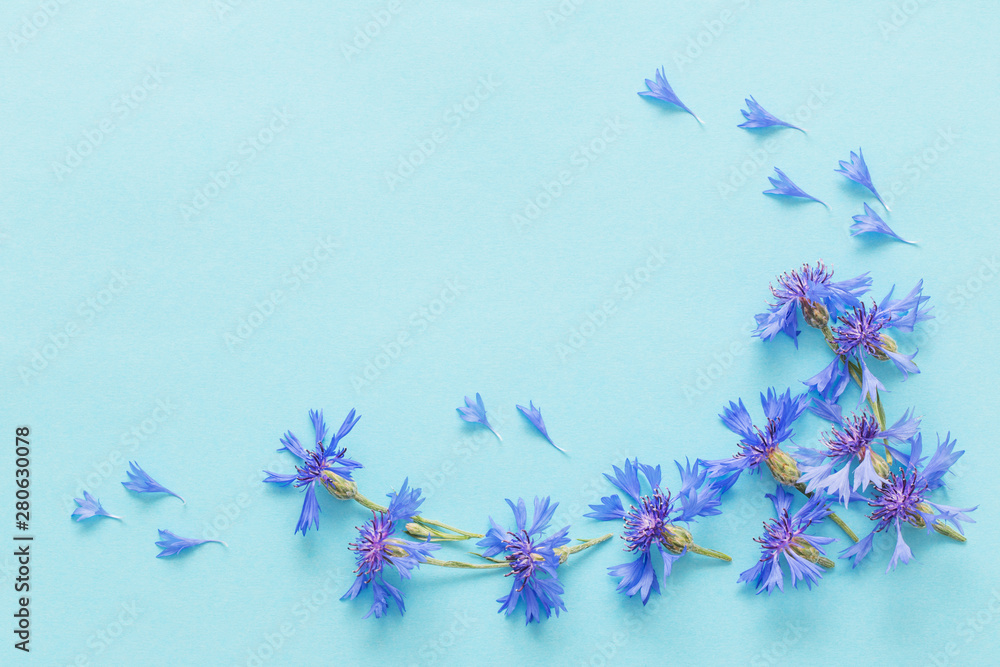 blue cornflowers on blue paper background
