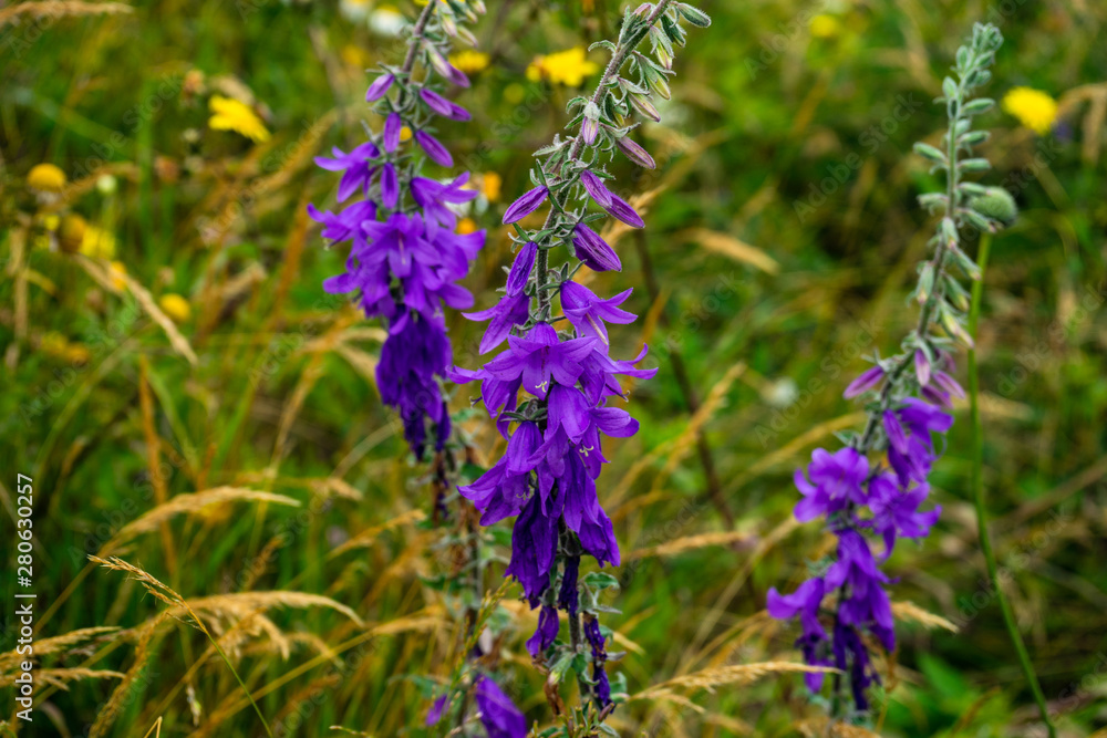 Obraz premium Blue bell flower in a meadow