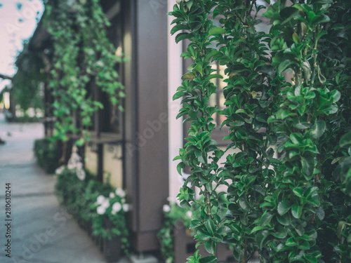 Beautiful restaurant decor with green Bush     A street cafe decorated with green plants © Yevhen