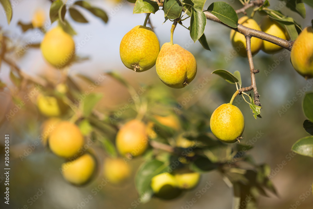  Yellow, ripe pears close-up on a branch