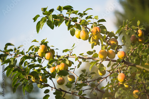 Ripe pears on a tree in the garden
