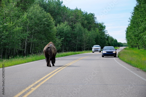 Wild Prairie Bison on roadway