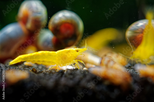 Gelbe Sakura-Garnele Neocaridina davidi in grün im Süßwasseraquarium