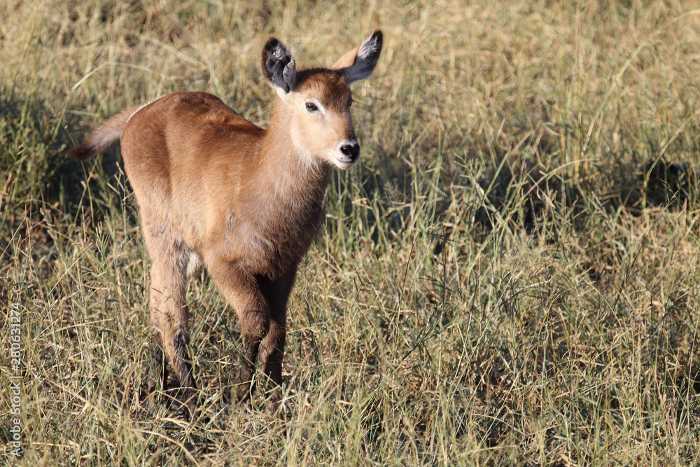 Wasserbock / Waterbuck / Kobus ellipsiprymnus Wasserbock / Waterbuck / Kobus ellipsiprymnus