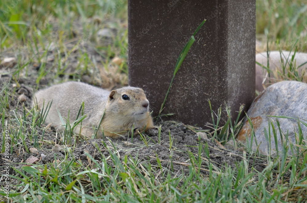 Wild black-tailed prairie dog at Grasslands National Park, Wild black-tailed prairie dog at Grasslands National Park,