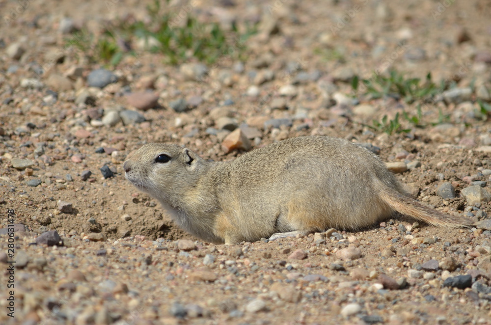 Wild black-tailed prairie dog at Grasslands National Park, Wild black-tailed prairie dog at Grasslands National Park,