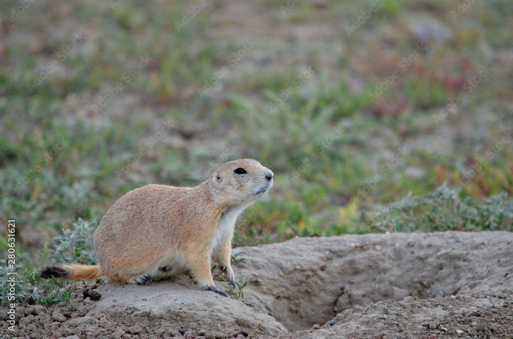 Naklejka premium Wild black-tailed prairie dog at Grasslands National Park, 