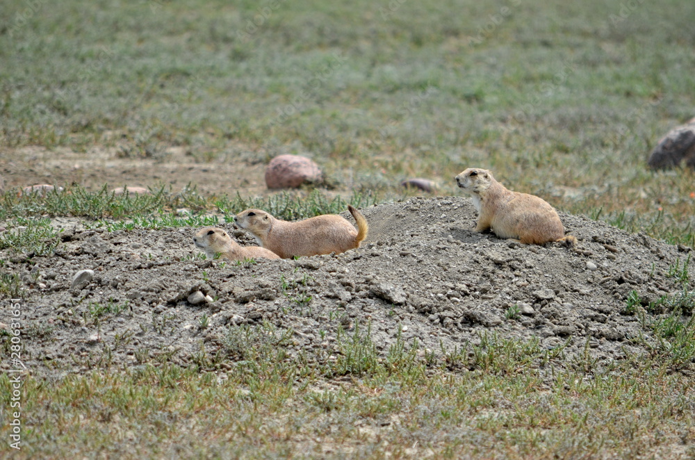 Wild black-tailed prairie dogs at Grasslands National Park in Saskatchewan, Canada Wild black-tailed prairie dogs at Grasslands National Park in Saskatchewan, Canada