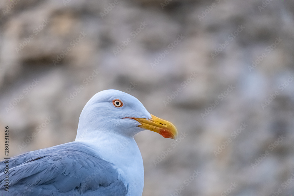 Herring gull in the harbor of Nessebar (Nesebar), Burgas Province, on Bulgaria’s Black Sea coast. Herring gull in the harbor of Nessebar (Nesebar), Burgas Province, on Bulgaria’s Black Sea coast.