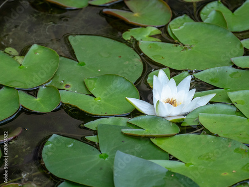 water lilies (Nymphaeaceae).elegant and peaceful pair of water lilies after the rain in a tropical pond