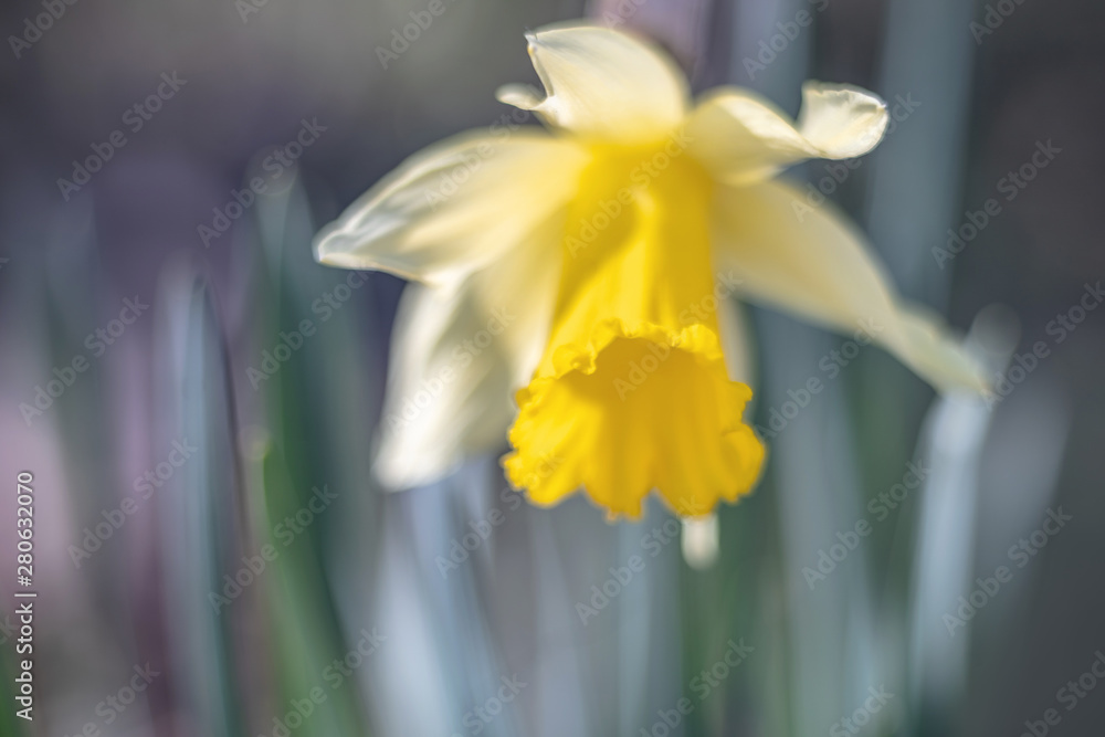 Fototapeta premium flora abstract with flower, blurred
