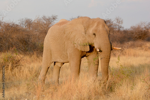 Close up African elephants are elephants of the genus Loxodonta. The genus consists of two extant species: the African bush elephant, L. africana, and the smaller African forest elephant, photo