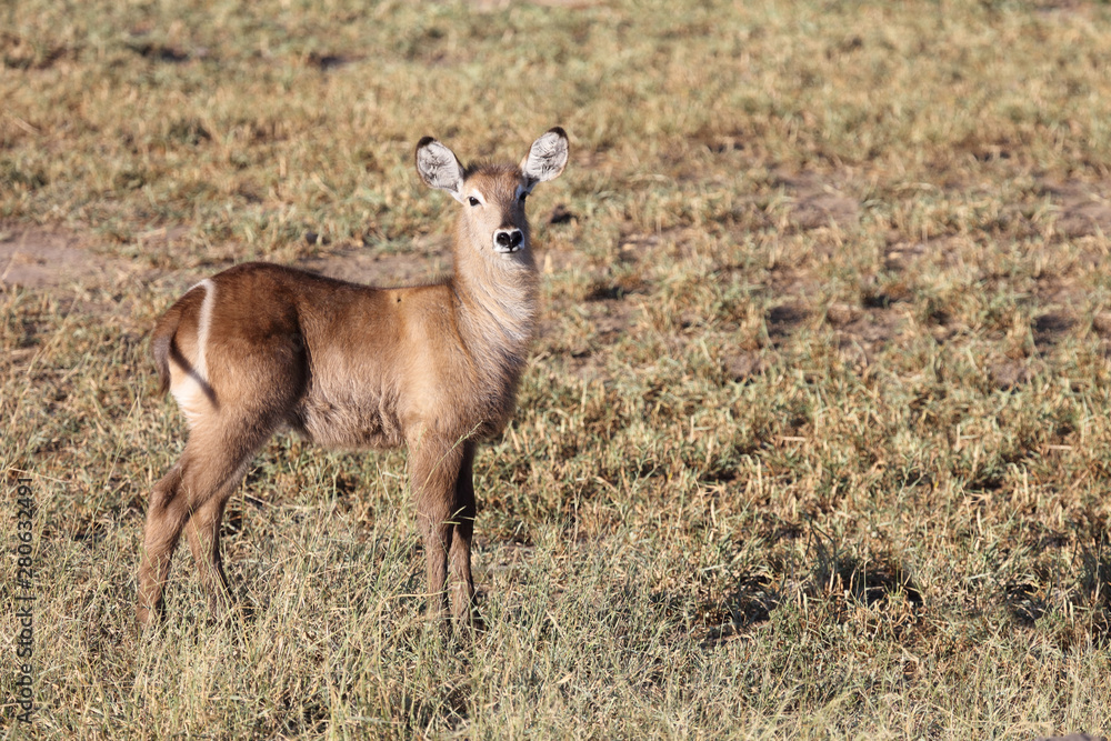 Wasserbock / Waterbuck / Kobus ellipsiprymnus Wasserbock / Waterbuck / Kobus ellipsiprymnus