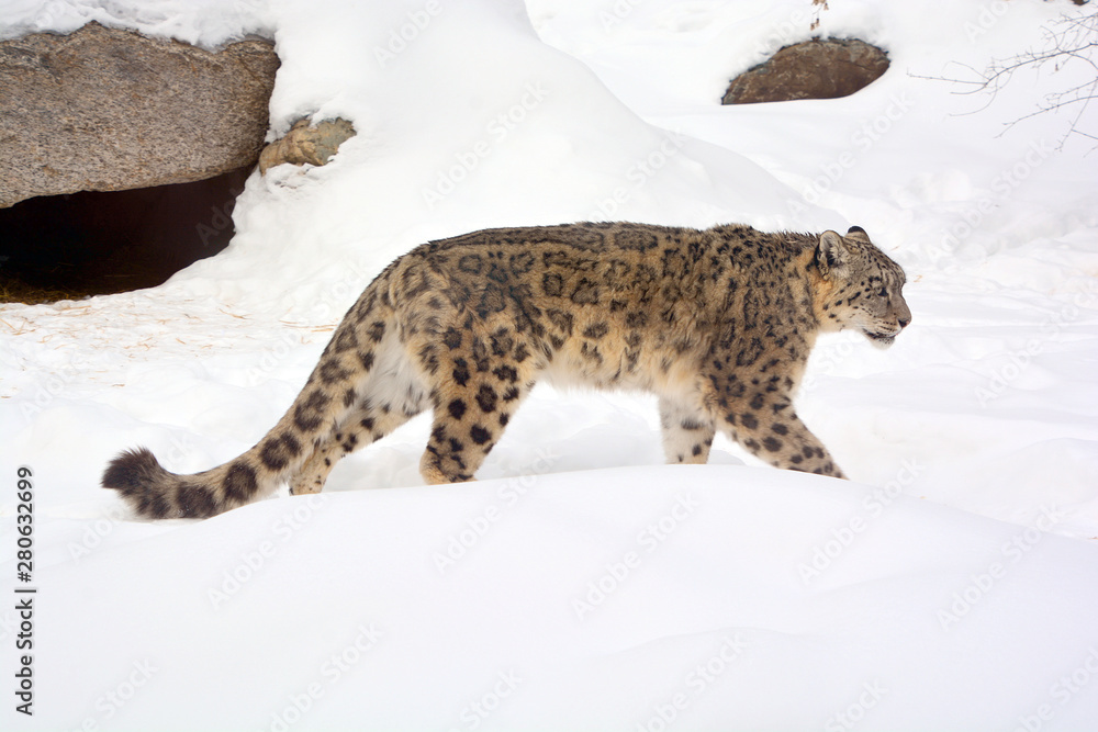The snow leopard is a large native to the mountain Central and South Asia. It listed as endangered on the IUCN Red List of Threatened Species Stock Photo