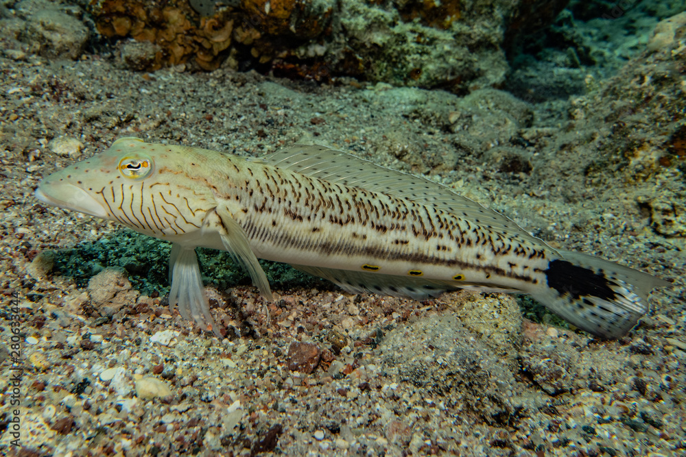 Fish swim in the Red Sea, colorful fish, Eilat Israel Fish swim in the Red Sea, colorful fish, Eilat Israel