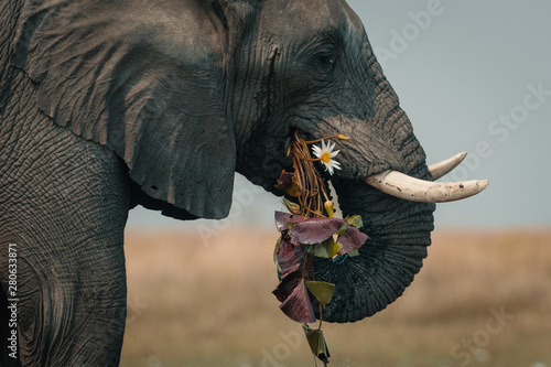 Side view of elephant grazing grass photo