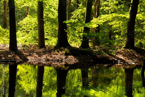 Trees in the Waterloopbos photo