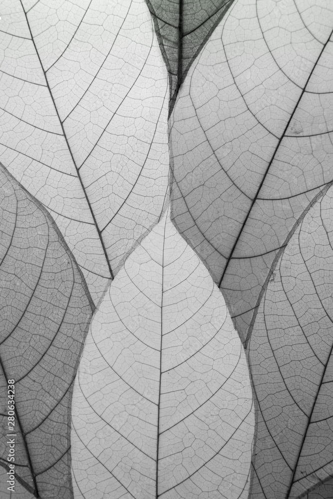Obraz premium Close up leaf pattern