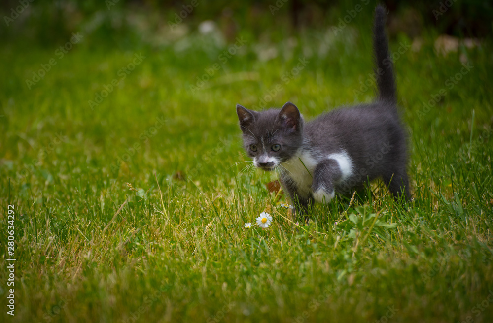 Gato cachorro jugando