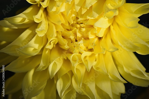 Petals of Dahlia flower