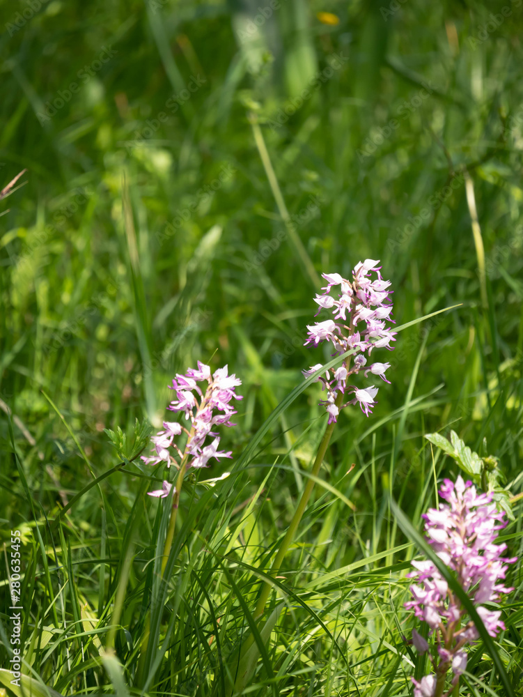 fleurs fleurs