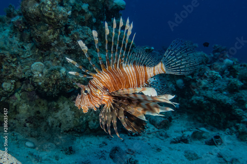 Lion fish in the Red Sea colorful fish, Eilat Israel © yeshaya
