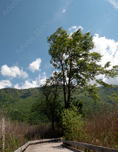 arbre au vent