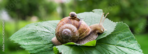 a big snail crawls on a green leaf and a small snail crawling on it with a baby with beautiful horns and a shell against the green bokeh of the forest photo