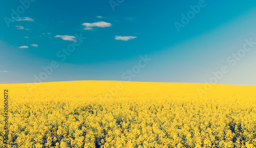 Canola Field