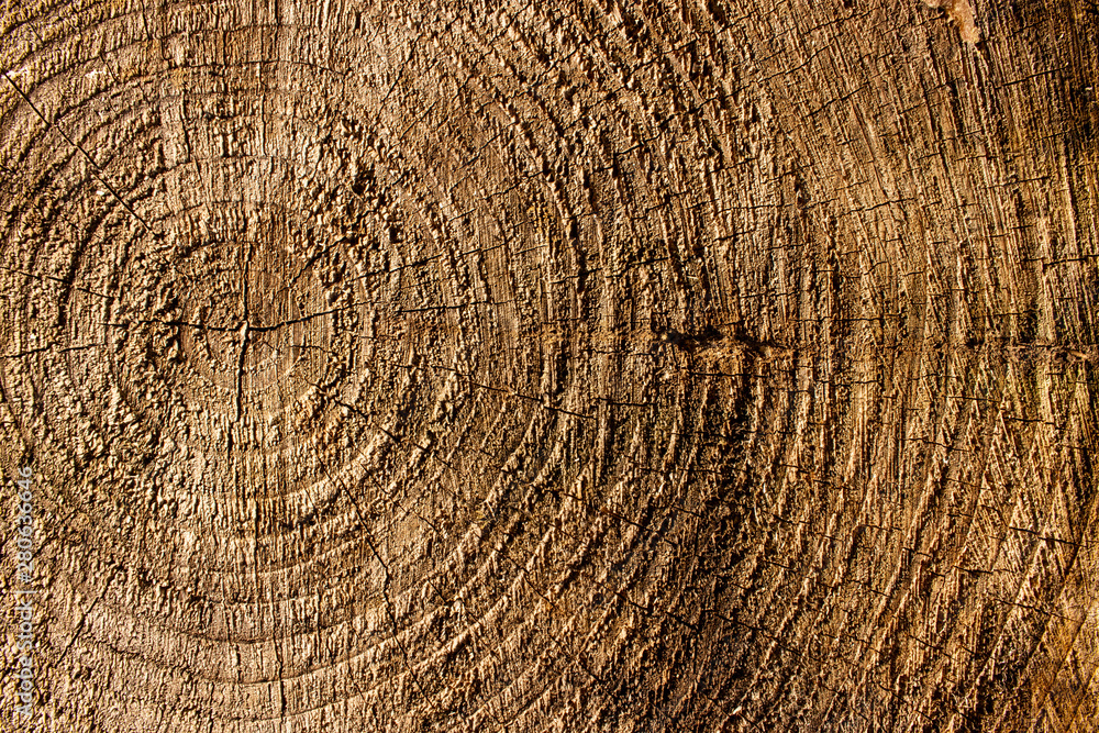 Naklejka premium Tree stump wood bark grain texture vintage background