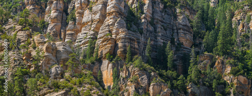 Fotografie, Obraz Panorama of a steep mountainside of sandstone cliffs with pine trees clinging to