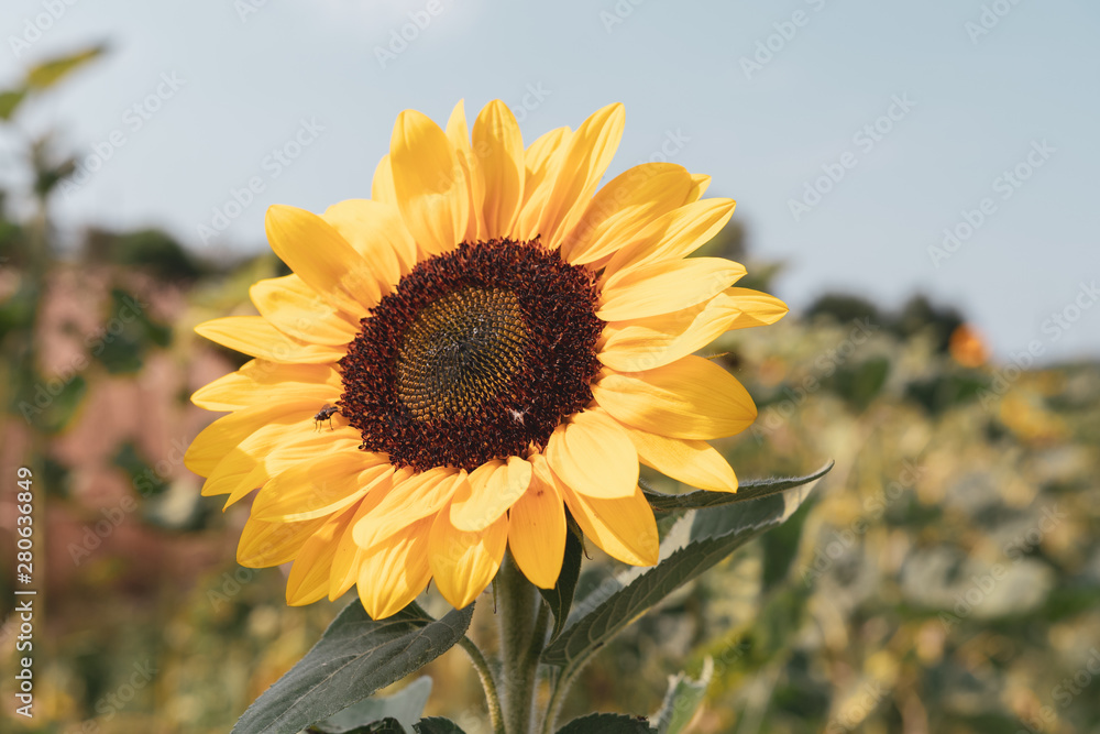 Fototapeta premium Schöne grossen Sonnenblume auf dem Feld