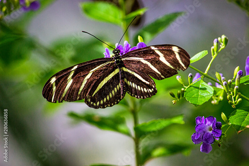 Black and brown and white Butterfly purched on a purple flower and leaves. photo