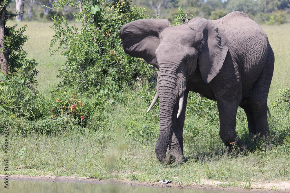 Obraz premium Afrikanischer Elefant / African elephant / Loxodonta africana