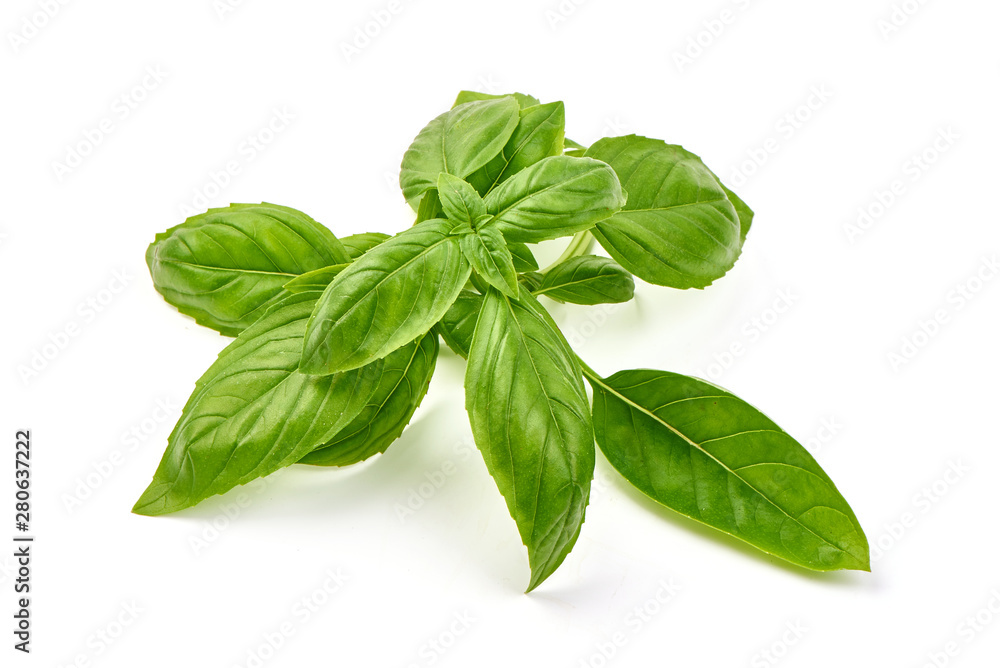 Fresh basil leaves, close-up, isolated on white background Fresh basil leaves, close-up, isolated on white background