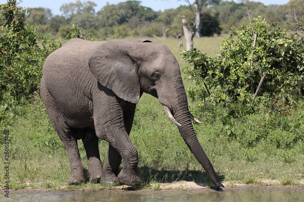 Fototapeta premium Afrikanischer Elefant / African elephant / Loxodonta africana