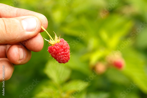 Hand holds ripe raspberry berry on the background of shrubs