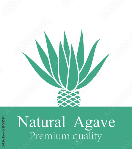 Blue agave.  Isolated agave on white background