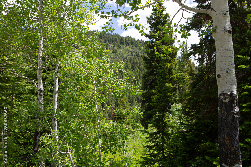 Fototapeta premium trees in forest hiking green organic nature peace life summer green relax and explore 