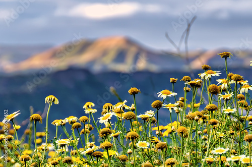 Detail of California wild flowers with mountains in the background; selective focus. photo