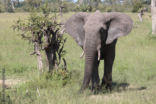 Afrikanischer Elefant / African elephant / Loxodonta africana