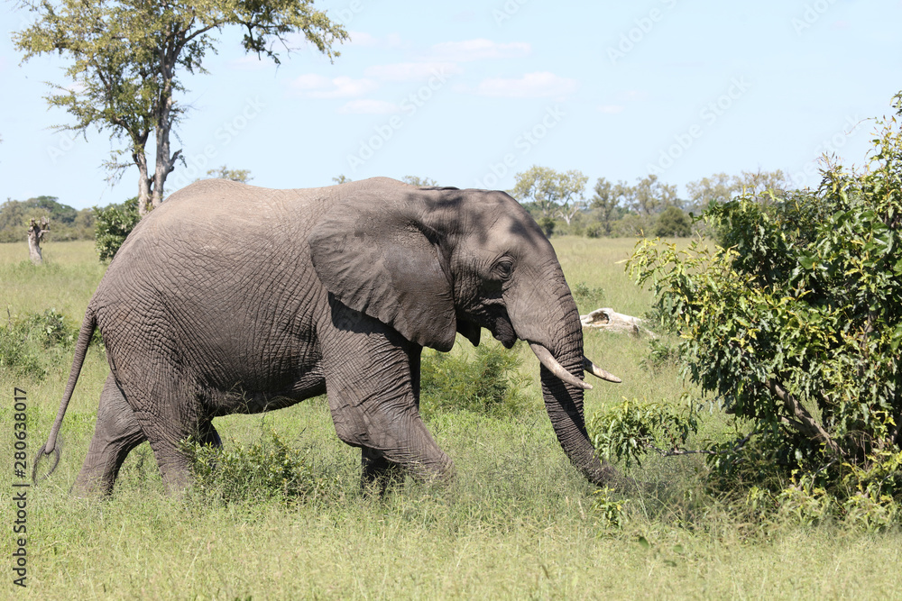 Afrikanischer Elefant / African elephant / Loxodonta africana