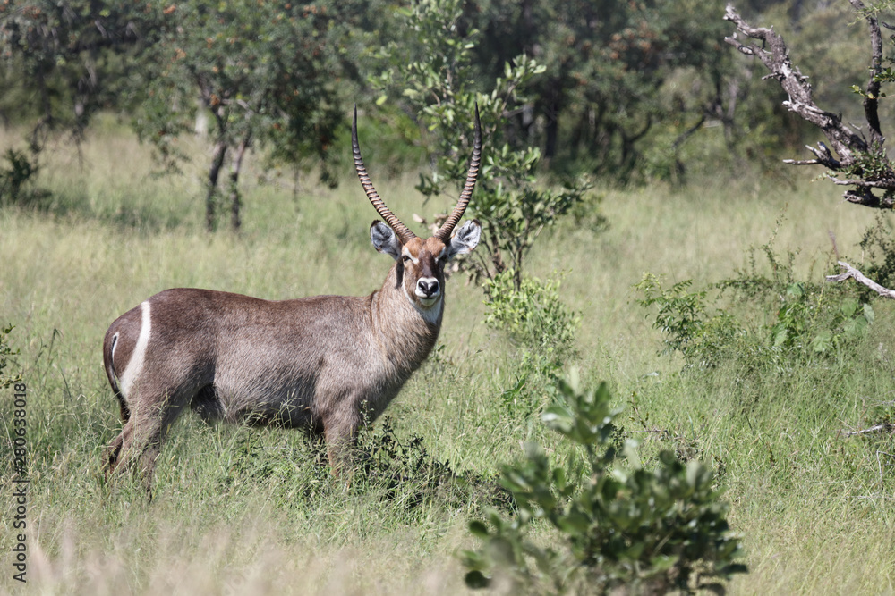 Wasserbock / Waterbuck / Kobus ellipsiprymnus Wasserbock / Waterbuck / Kobus ellipsiprymnus