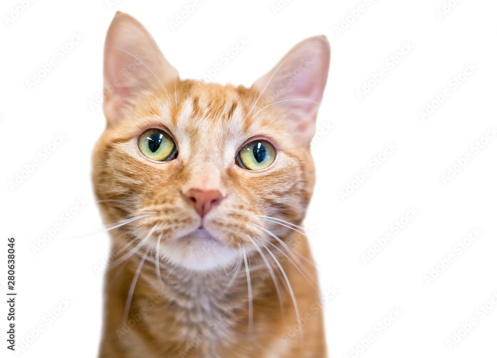 Close up of an orange tabby domestic shorthair cat with green eyes