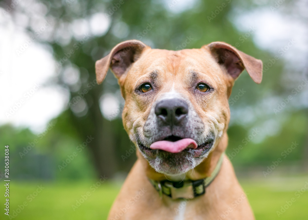 A Pit Bull Terrier mixed breed dog with a funny expression, sticking its tongue out